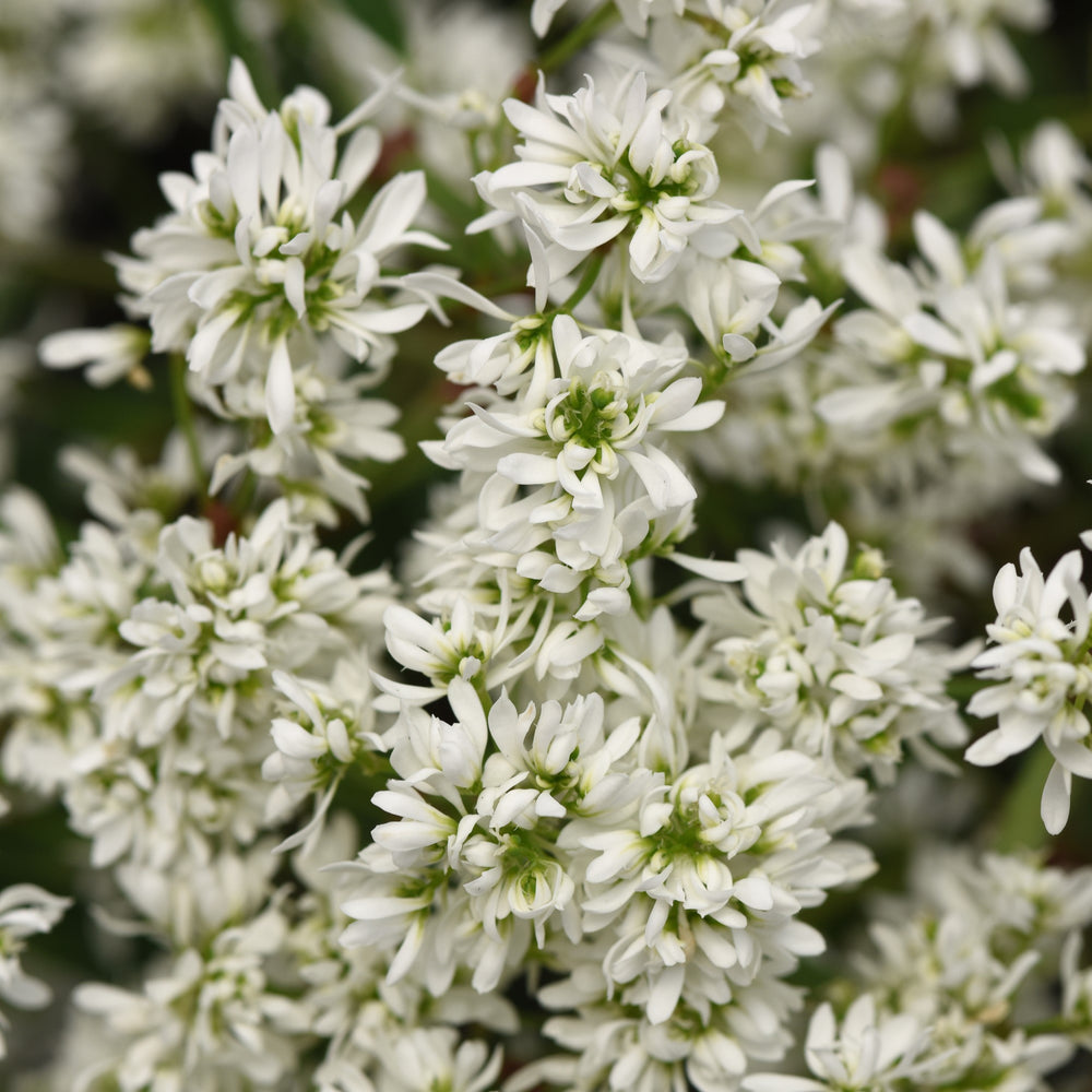 Euphorbia hypericifolia 'Baleuphflur' ~ Flurry Euphorbia-ServeScape