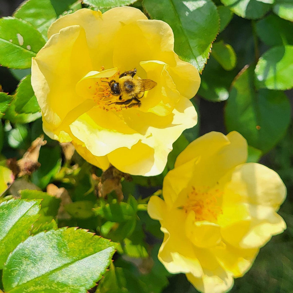 Rosa 'SRPylwko' PP 35,465 ~ Easy Bee-zy™ Knock Out® Rose-ServeScape