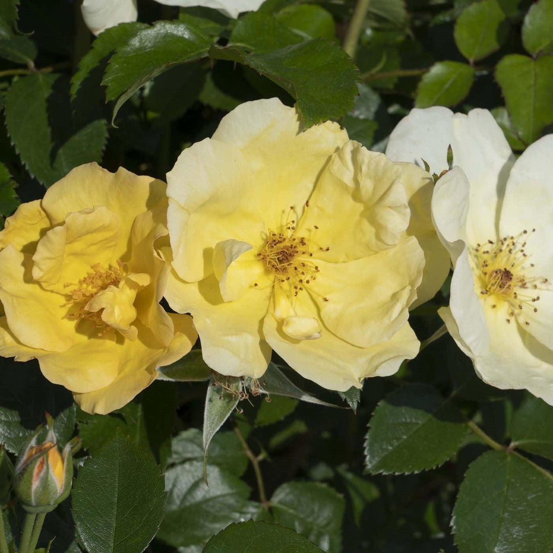 Rosa 'SRPylwko' PP 35,465 ~ Easy Bee-zy™ Knock Out® Rose-ServeScape