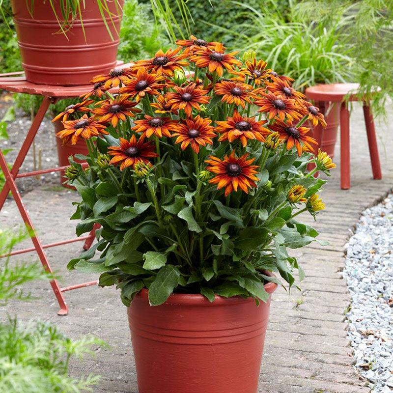 x echibeckia 'Summerina orange' ~ Summerina® Orange Echibeckia-ServeScape