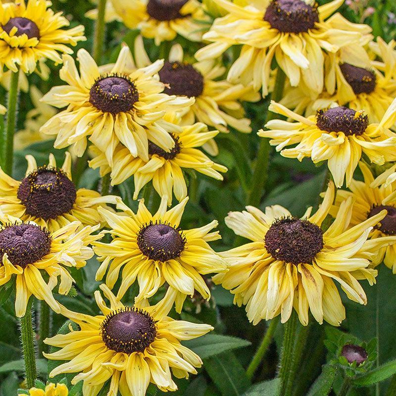 x echibeckia 'Summerina limonata' ~ Summerina® Limonata Echibeckia-ServeScape