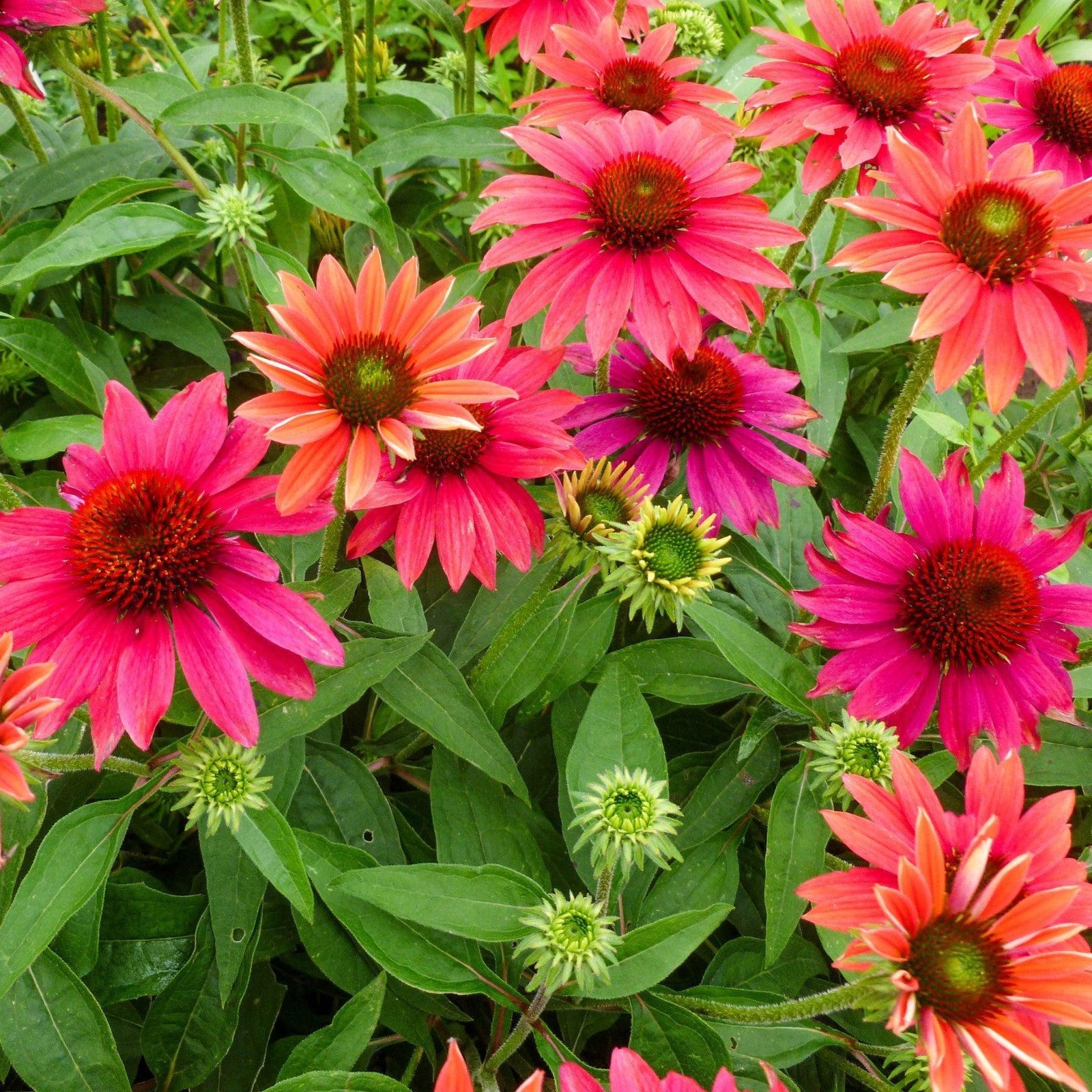 Echinacea 'Balsomtresgo' ~ Sombrero® Tres Amigos Coneflower-ServeScape