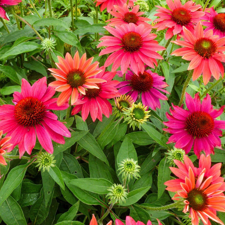 Echinacea 'Balsomtresgo' ~ Sombrero® Tres Amigos Coneflower-ServeScape