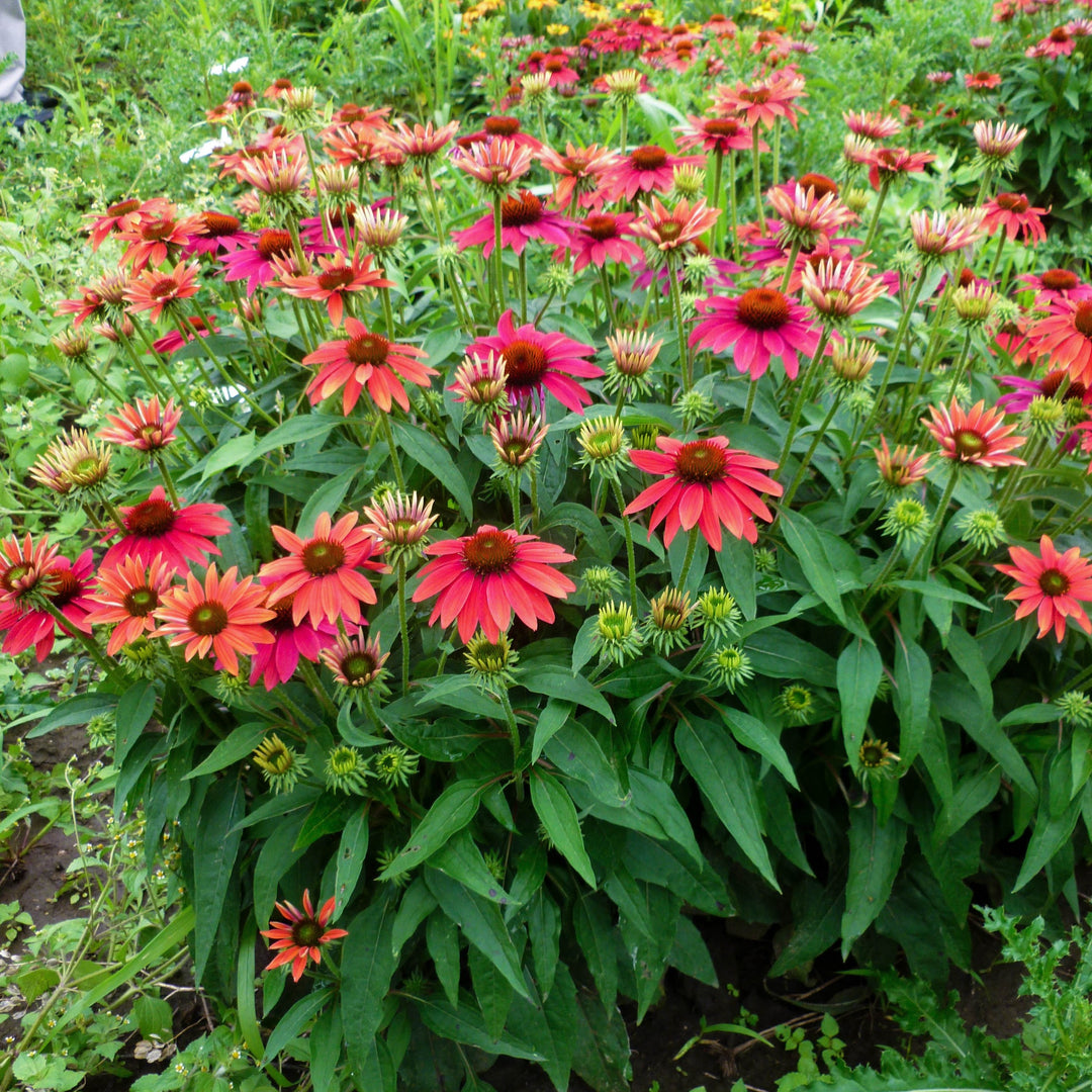 Echinacea 'Balsomtresgo' ~ Sombrero® Tres Amigos Coneflower-ServeScape