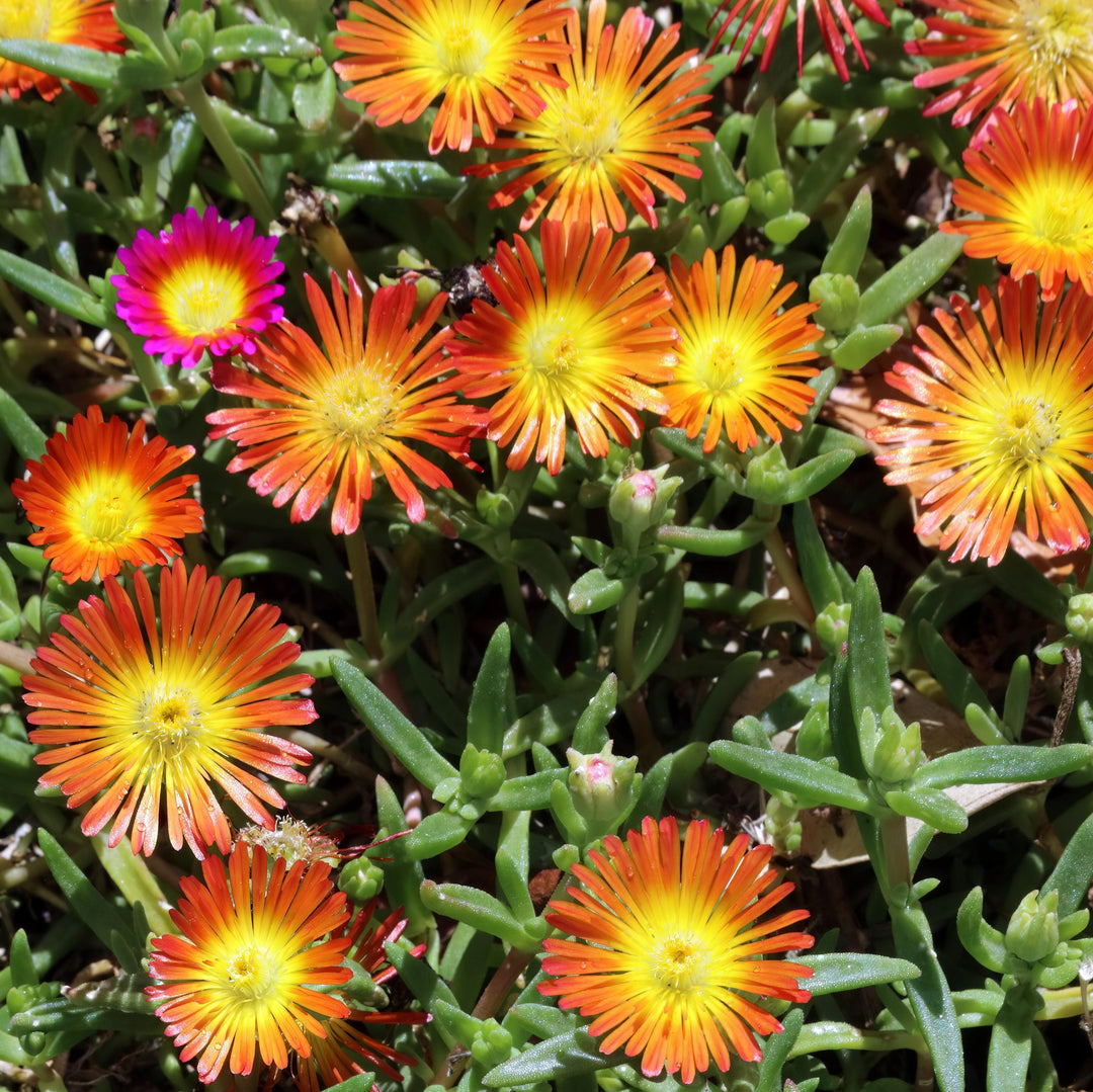 Delosperma cooperi 'Delmara Orange' ~ Monrovia® Delmara™ Orange Ice Plant-ServeScape