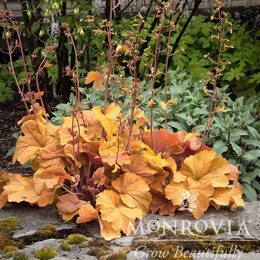 Heuchera x 'TNHEUNEA' PP #29,397 ~ Monrovia® Northern Exposure™ Amber Heuchera-ServeScape