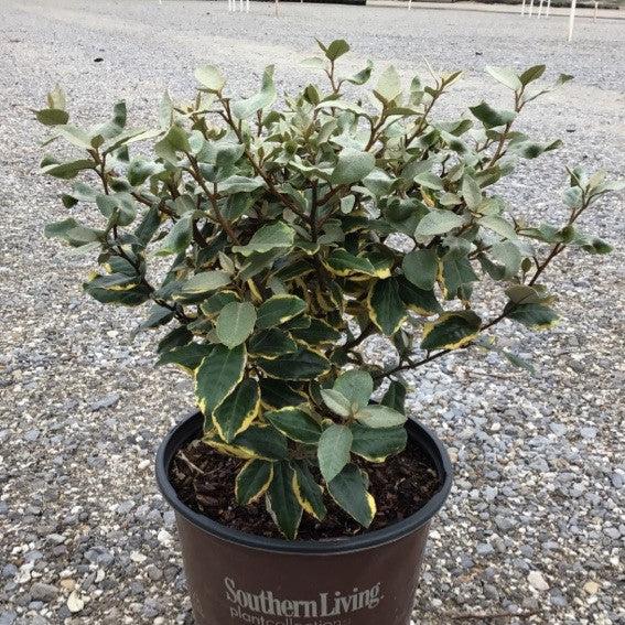 Elaeagnus x ebbingei ‘Viveleg’ ~ Olive Martini™ Elaeagnus, Oleaster-ServeScape