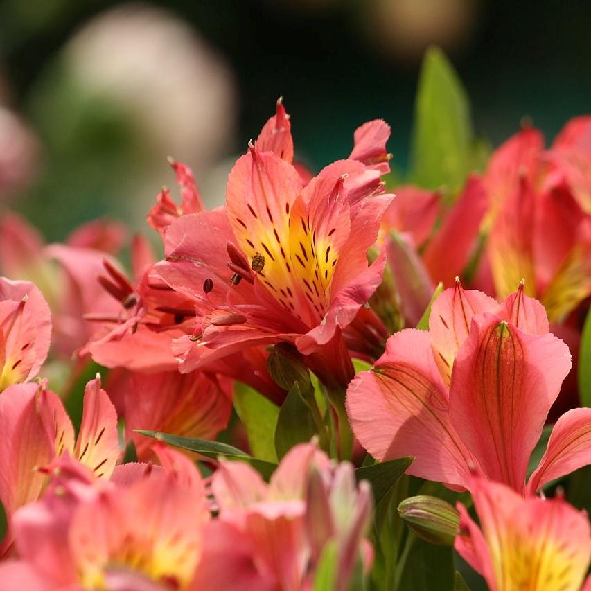 Alstroemeria x 'Zaprielia' ~ Monrovia® Colorita® Eliane® Peruvian Lily-ServeScape