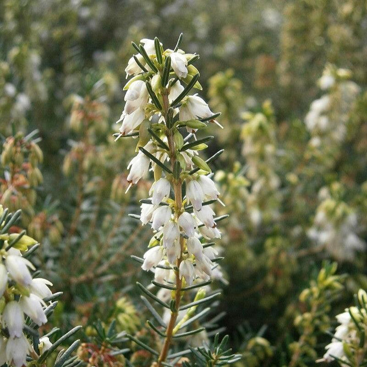 Erica x darleyensis 'Mediterranean White' ~ Mediterranean White Heath-ServeScape