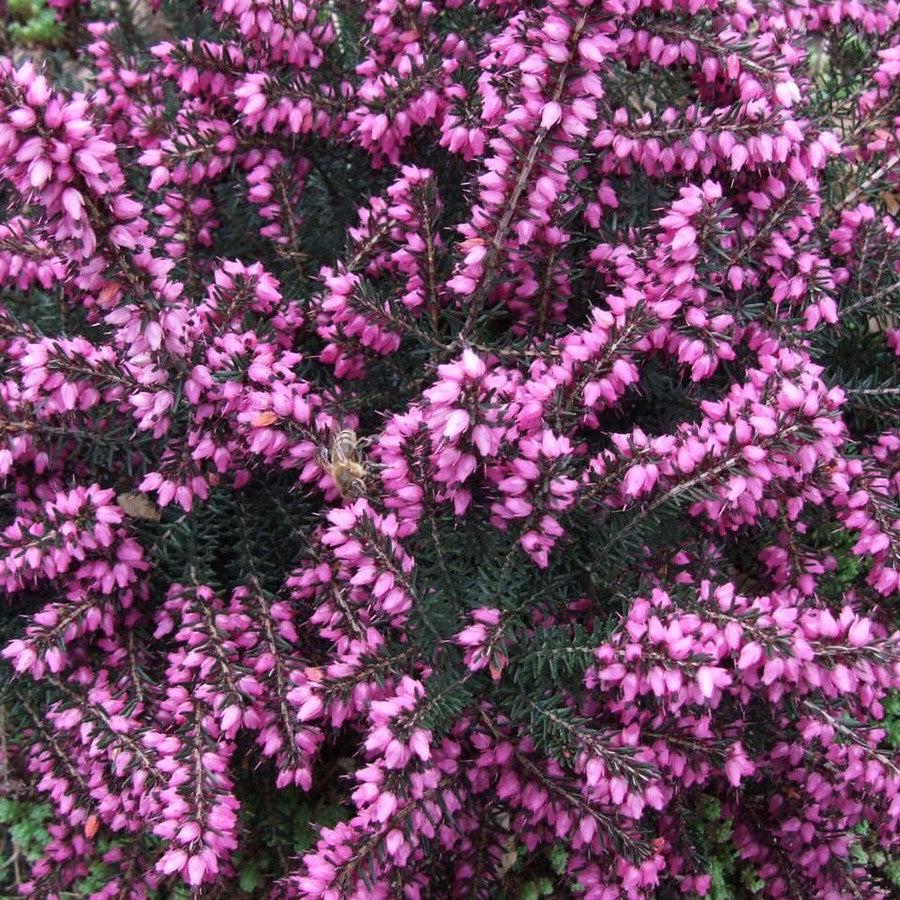 Erica x darleyensis 'Kramers Red'~ Kramer's Red Heath-ServeScape