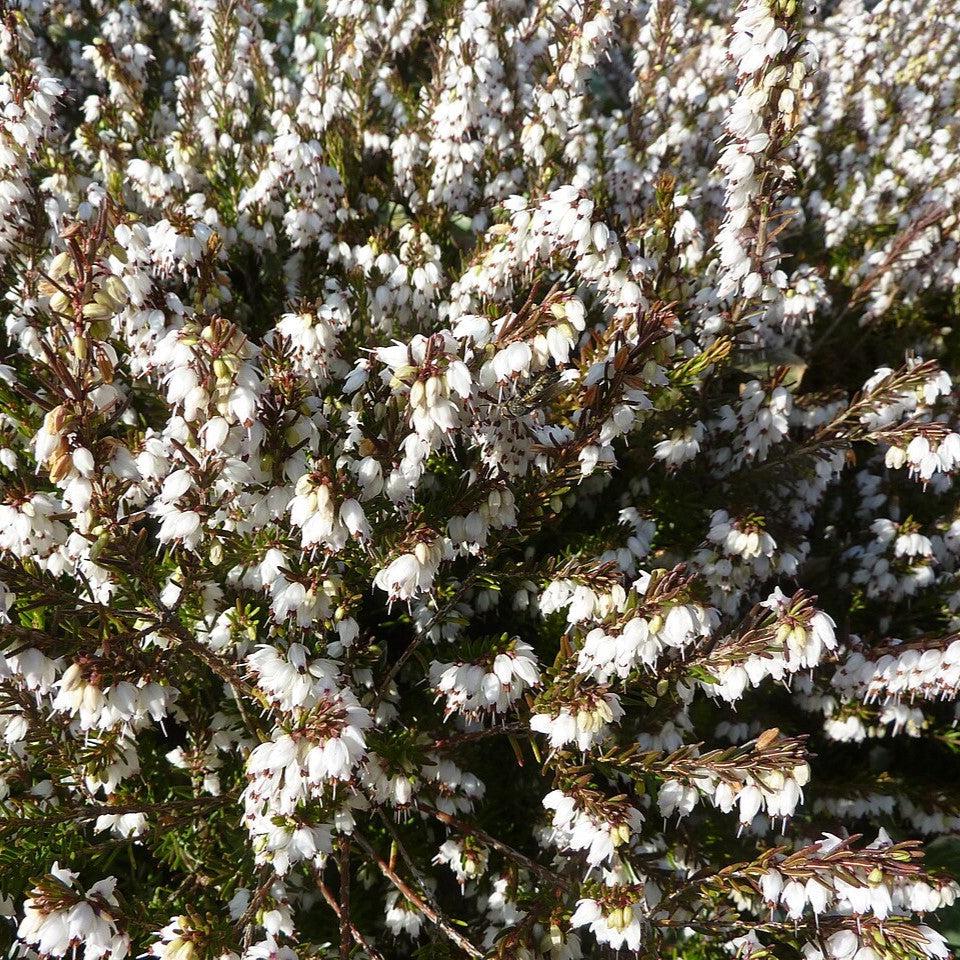 Erica x darleyensis 'Mediterranean White' ~ Mediterranean White Heath-ServeScape