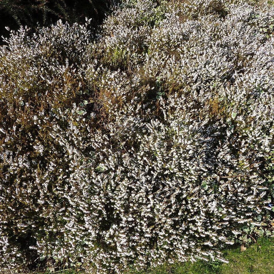 Erica x darleyensis 'Mediterranean White' ~ Mediterranean White Heath-ServeScape