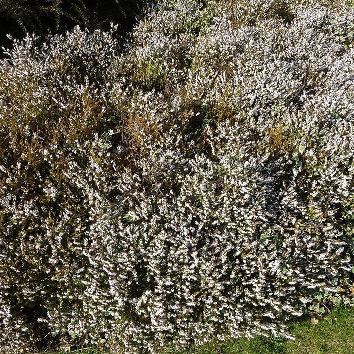 Erica x darleyensis 'Mediterranean White' ~ Mediterranean White Heath-ServeScape