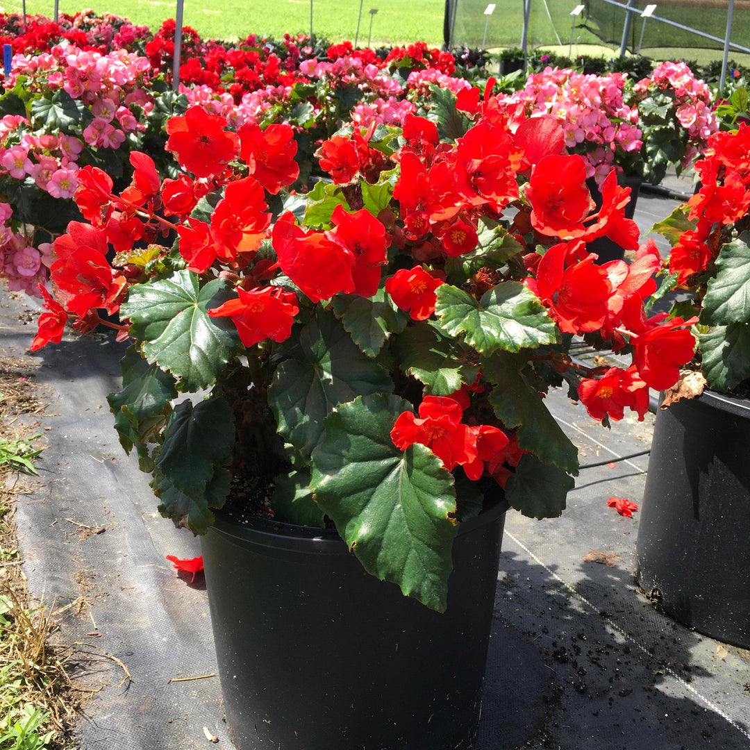 Begonia elatior 'MacaRouge' ~ Monrovia® Dreams® Garden MacaRouge Begonia-ServeScape