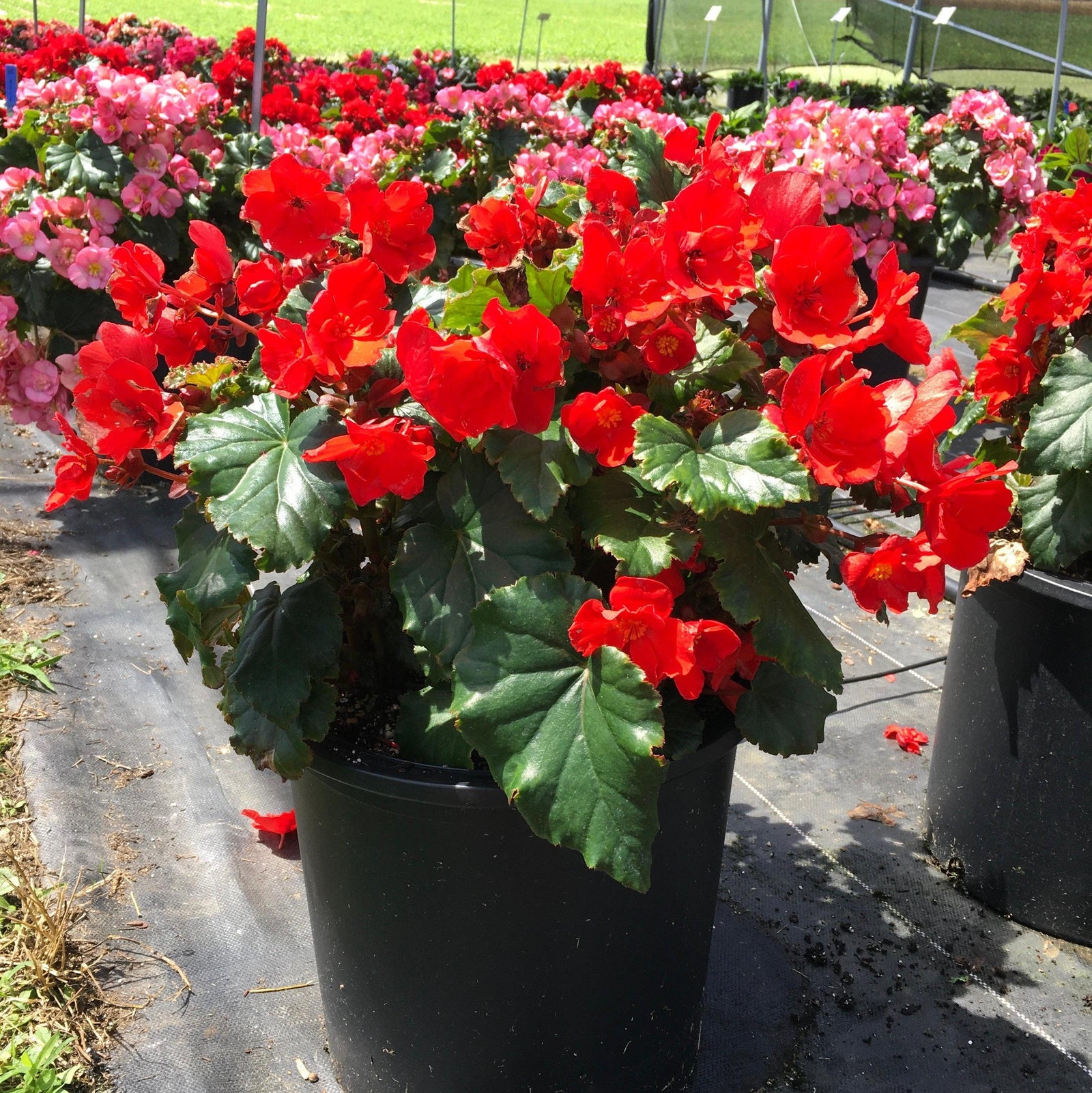 Begonia elatior 'MacaRouge' ~ Monrovia® Dreams® Garden MacaRouge Begonia-ServeScape