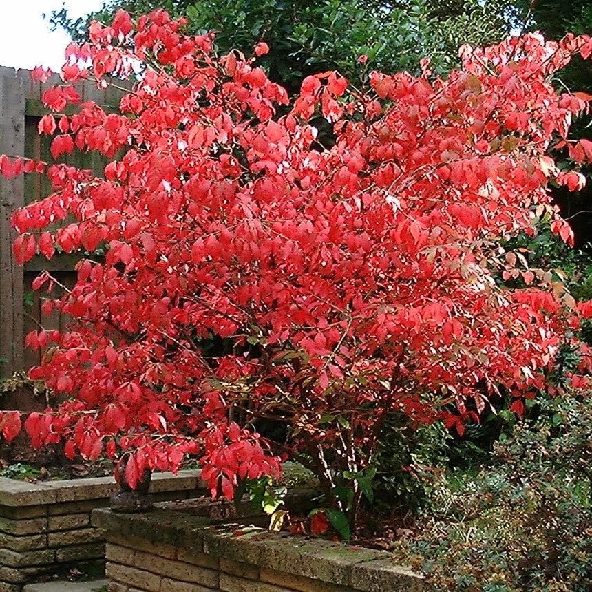 Euonymus alatus ~ Burning Bush-ServeScape