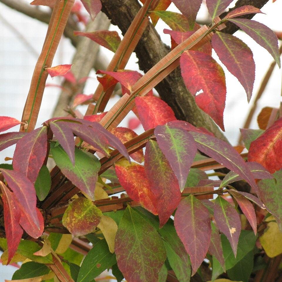 Euonymus alatus ~ Burning Bush-ServeScape
