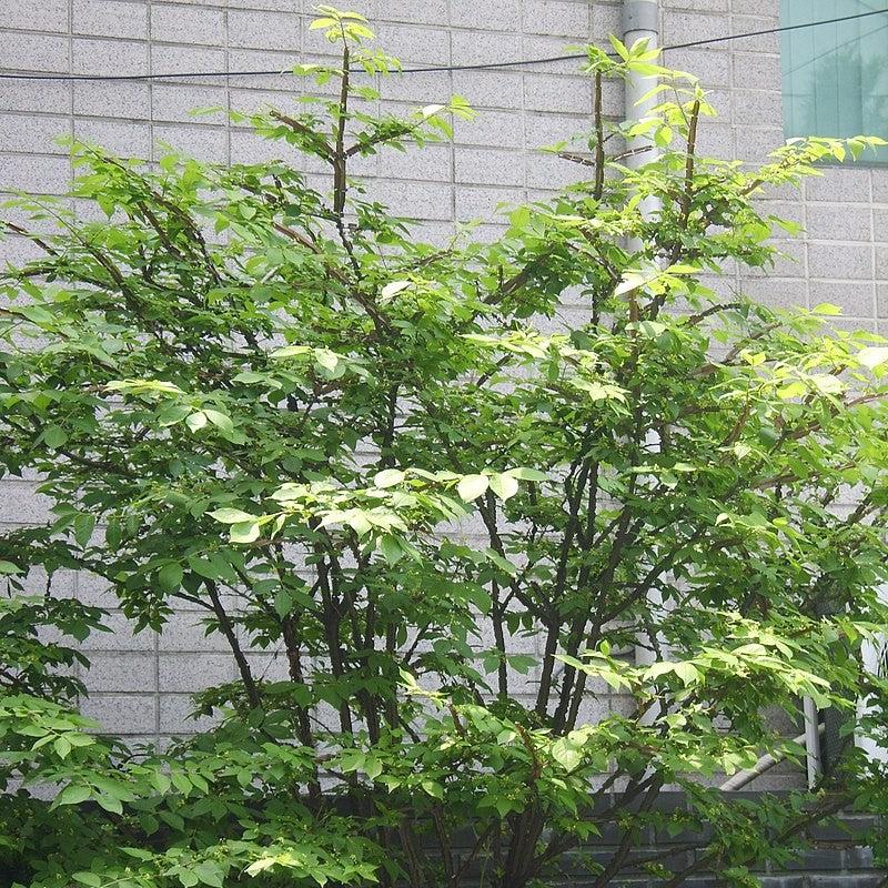 Euonymus alatus ~ Burning Bush-ServeScape