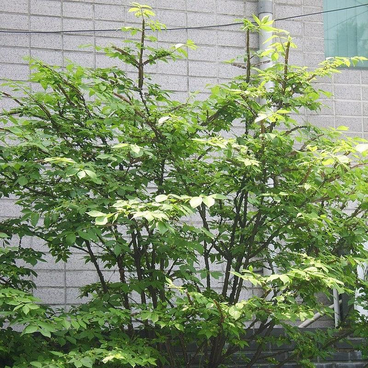 Euonymus alatus ~ Burning Bush-ServeScape