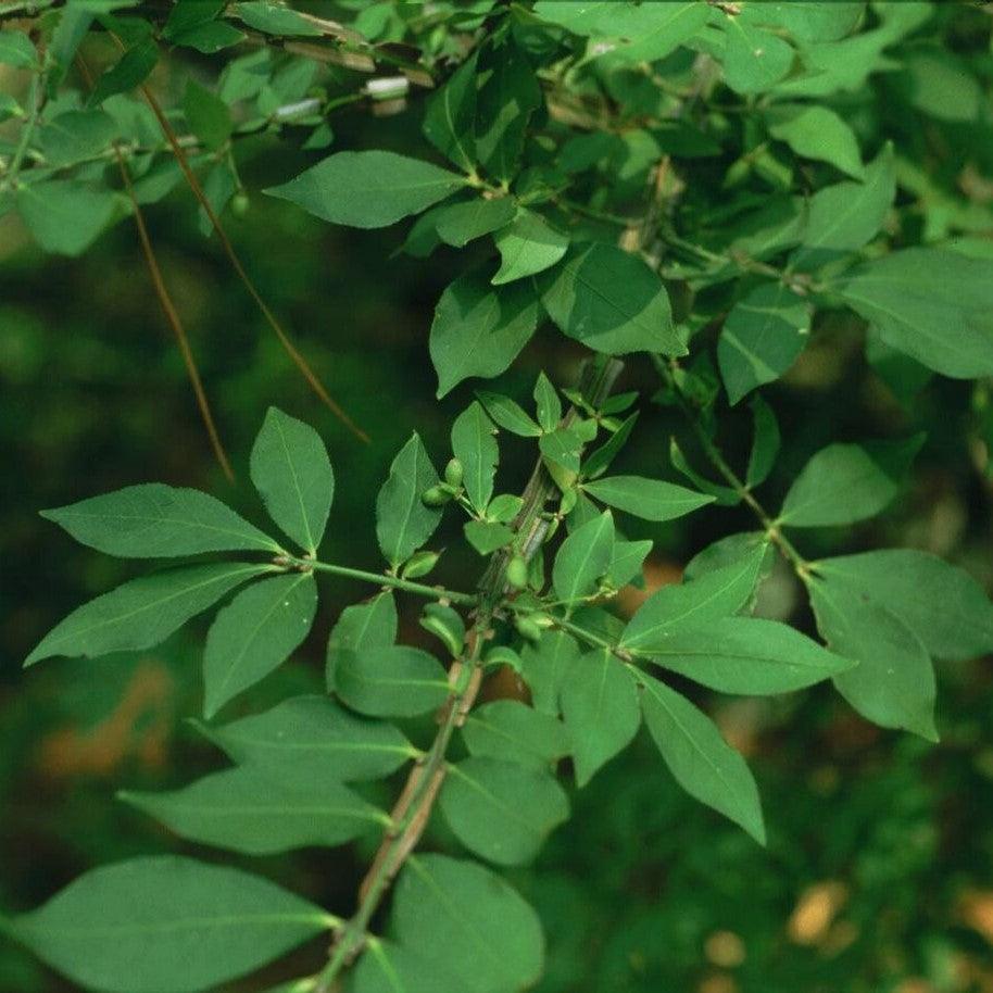 Euonymus alatus ~ Burning Bush-ServeScape