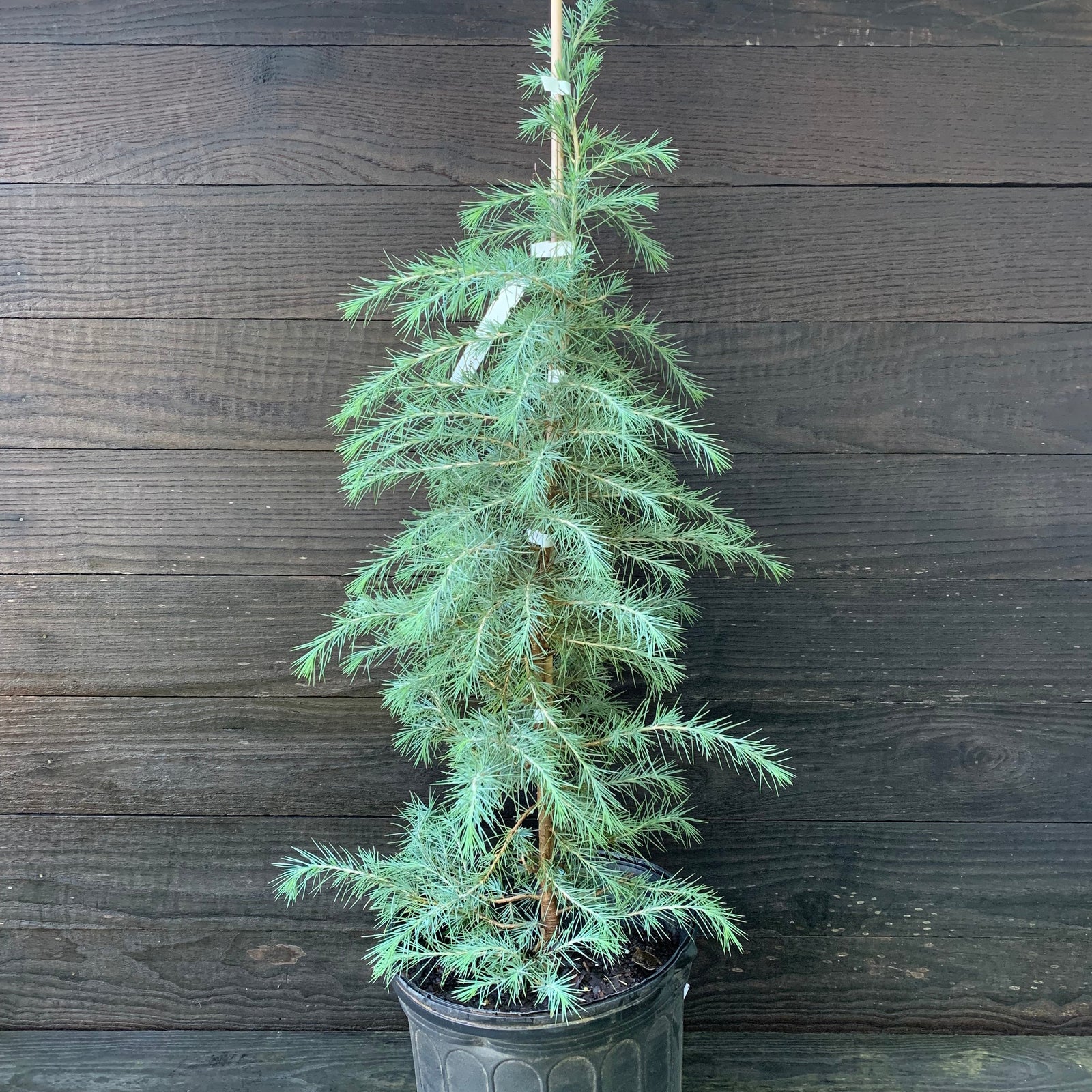 Cedrus deodara ~ Deodar Cedar-ServeScape