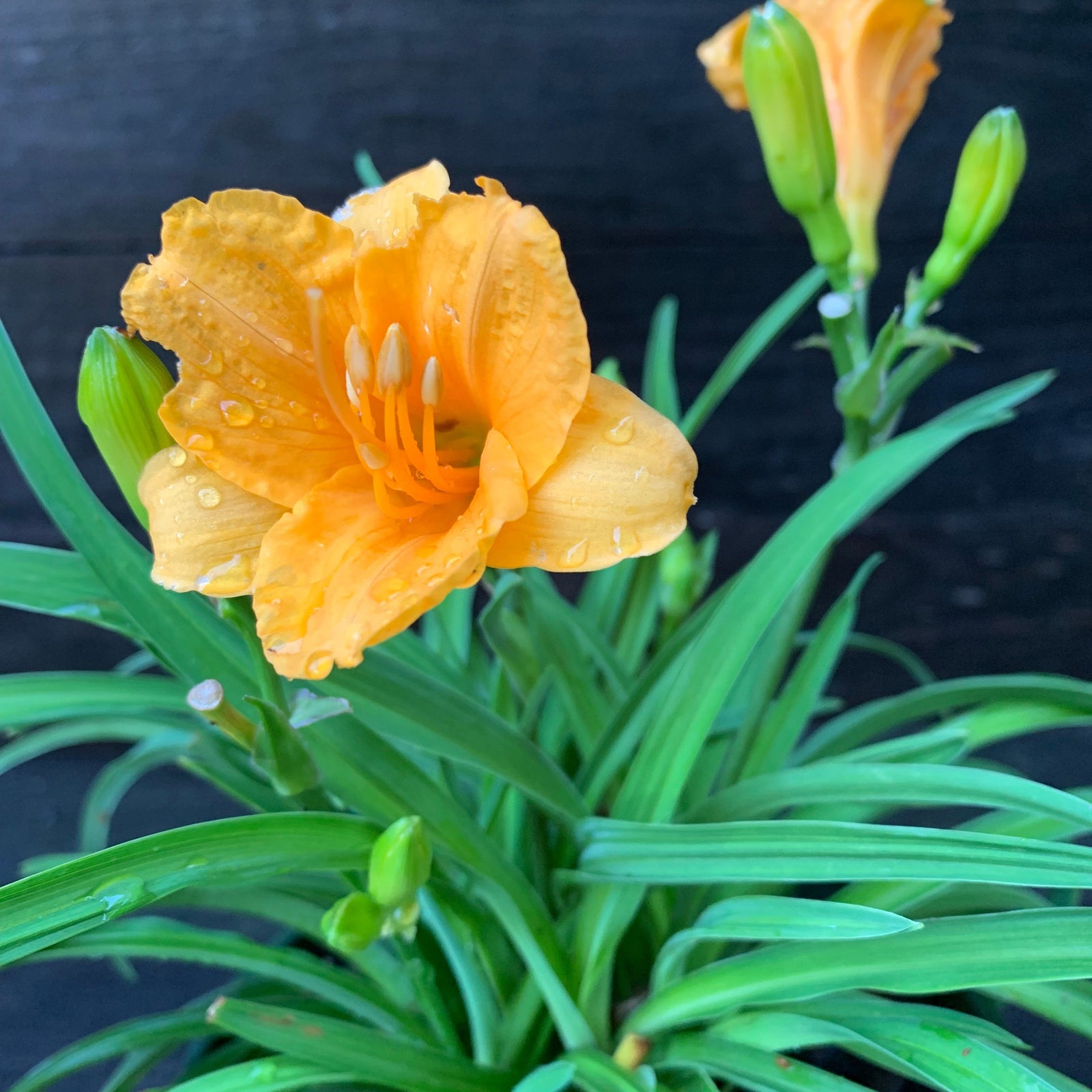 Hemerocallis fulva 'DHEMORANGE' ~ Monrovia® Endlesslily® Orange Daylily-ServeScape