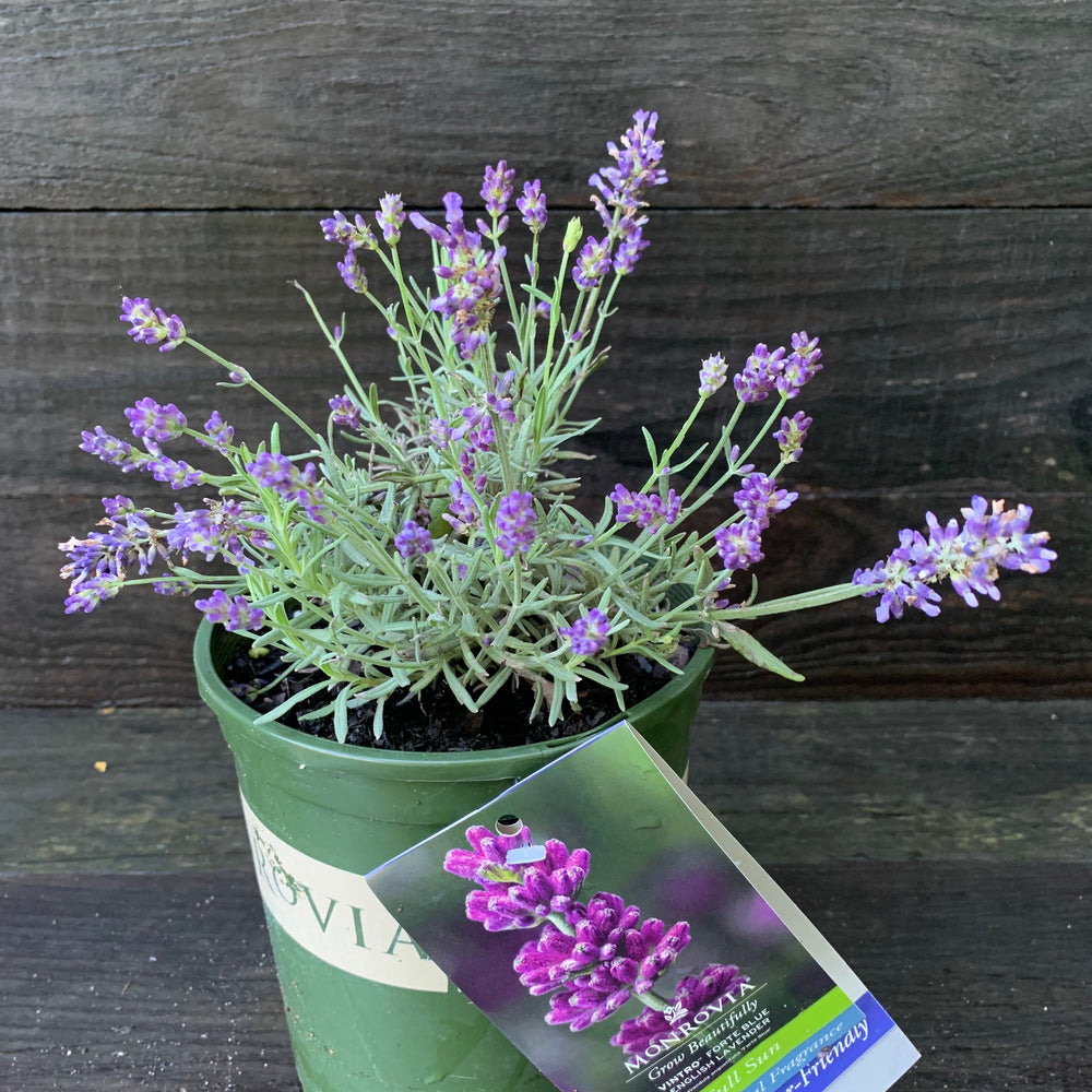 Lavandula angustifolia 'Vintro Blue' ~ Monrovia® Vintro® Blue Lavender-ServeScape