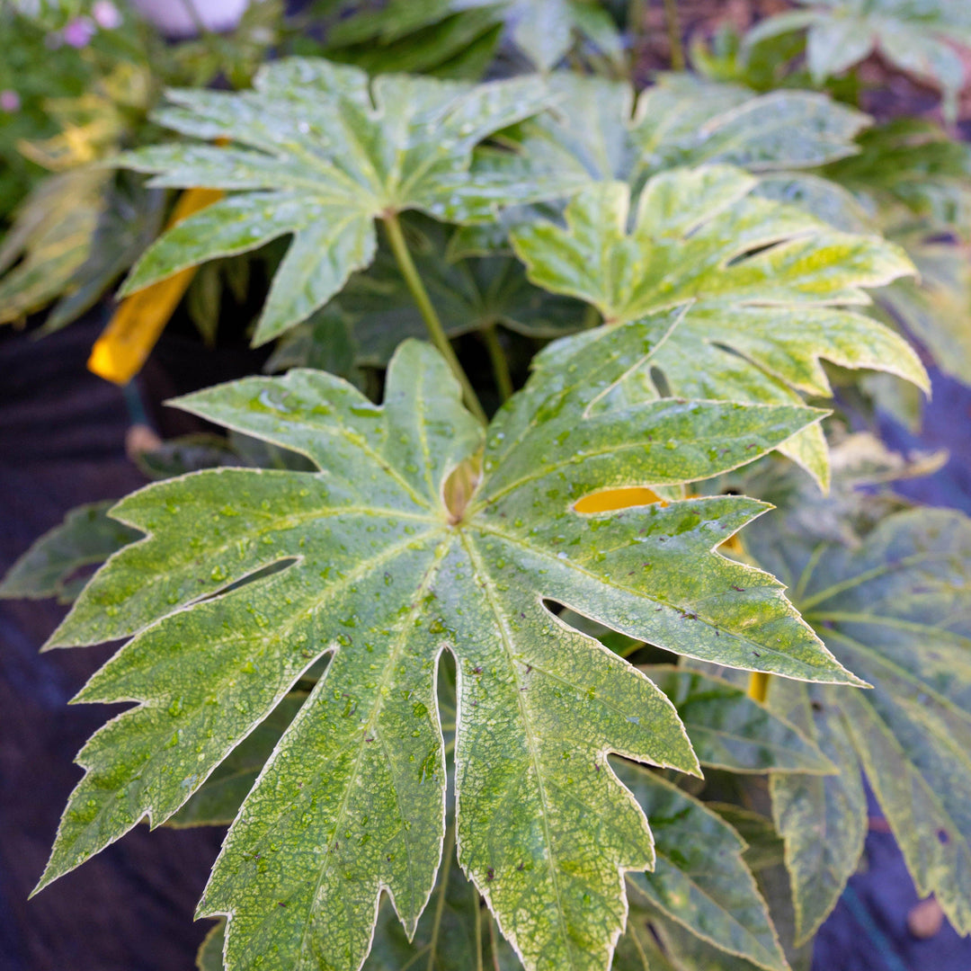 Fatsia japonica 'Spider's Web' ~ Spider's Web Fatsia-ServeScape