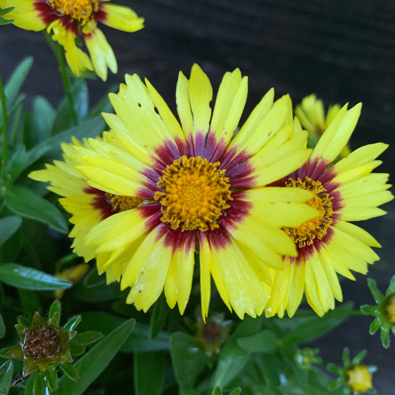 Coreopsis 'Baluptowed' ~ Uptick™ Yellow & Red Coreopsis-ServeScape