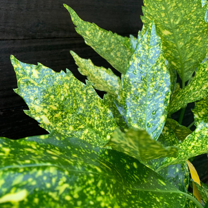 Aucuba japonica 'Variegata' ~ Gold Dust Aucuba, Gold Dust Laurel-ServeScape
