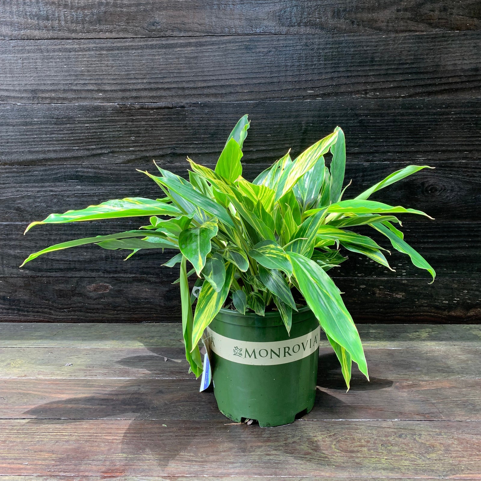Alpinia zerumbet 'Variegata' ~ Monrovia® Variegated Ginger-ServeScape