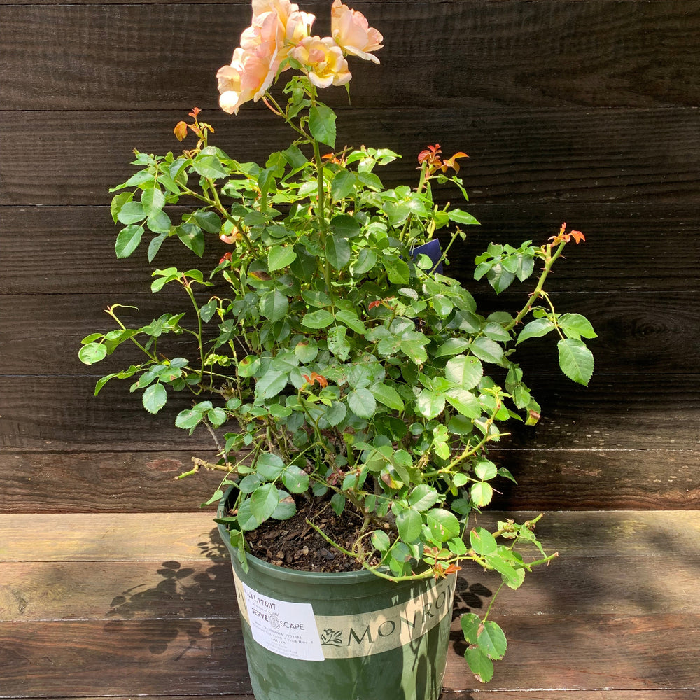 Rosa x 'RUIRI0091A' PP33,152 ~ Monrovia® Nitty Gritty™ Peach Rose-ServeScape