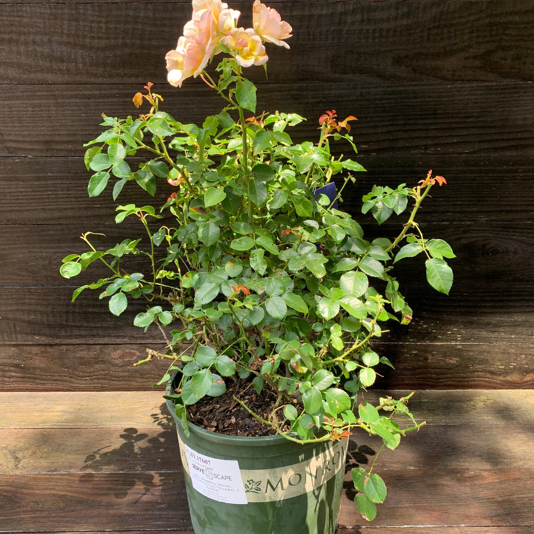 Rosa x 'RUIRI0091A' PP33,152 ~ Monrovia® Nitty Gritty™ Peach Rose-ServeScape