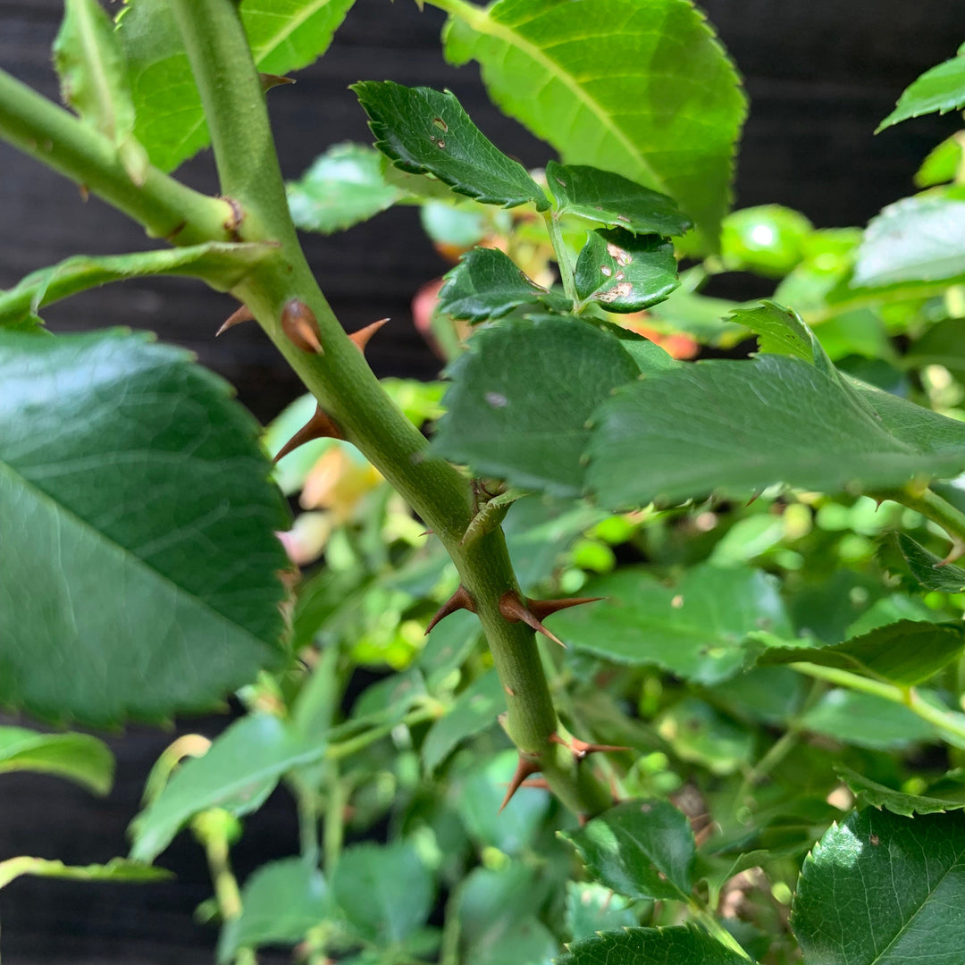 Rosa x 'RUIRI0091A' PP33,152 ~ Monrovia® Nitty Gritty™ Peach Rose-ServeScape