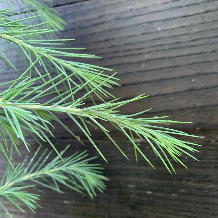 Cedrus deodara ~ Deodar Cedar-ServeScape