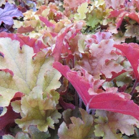 Heuchera 'DOHEUGABERU' ~ Monrovia® Sienna Sunrise® Heuchera-ServeScape