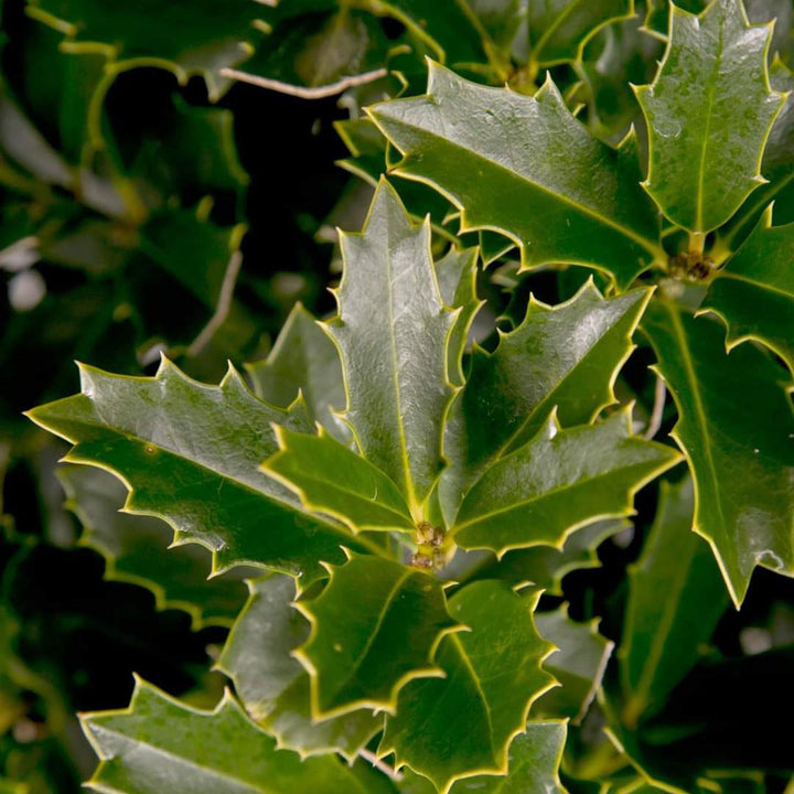 Ilex 'Magland' ~ Oakland Holly-ServeScape