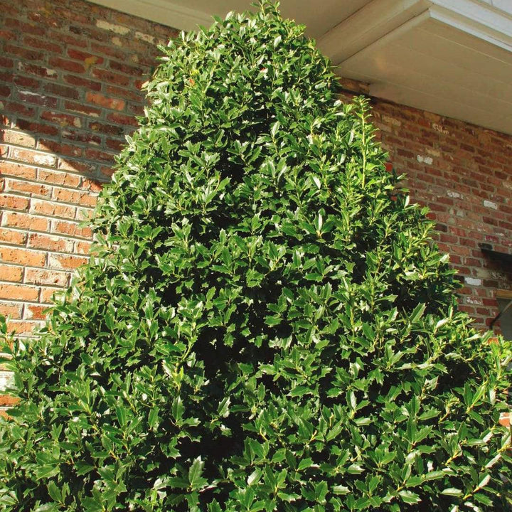 Ilex 'Magland' ~ Oakland Holly-ServeScape