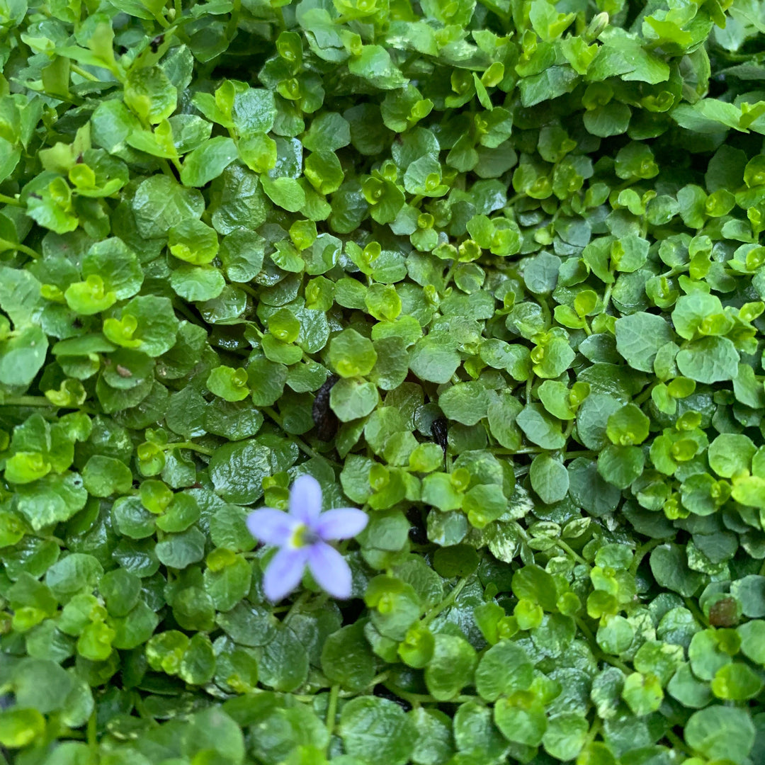 Isotoma fluviatilis ~ Blue Star Creeper-ServeScape