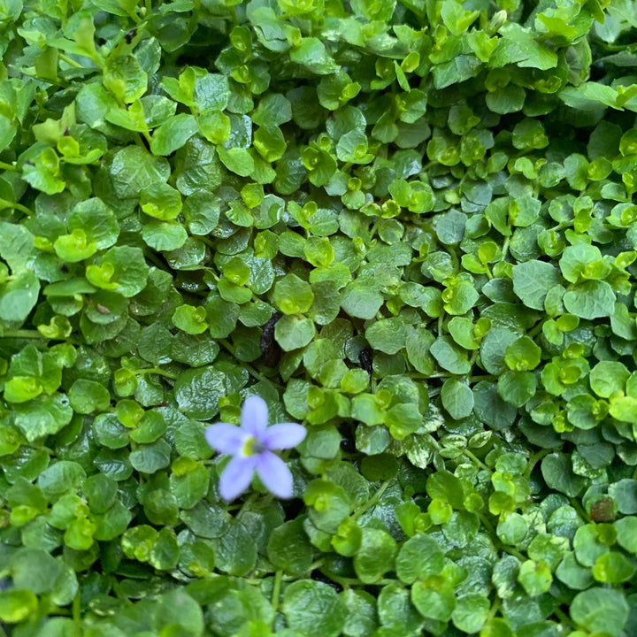 Isotoma fluviatilis ~ Blue Star Creeper-ServeScape