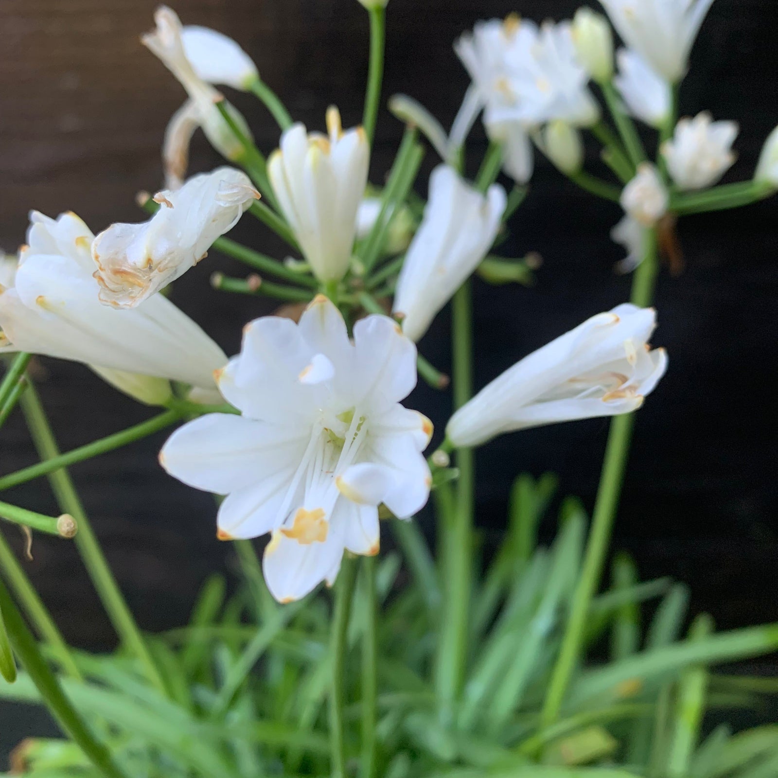 Agapanthus 'Monsapho' ~ Monrovia® Bridal Veil® Agapanthus-ServeScape