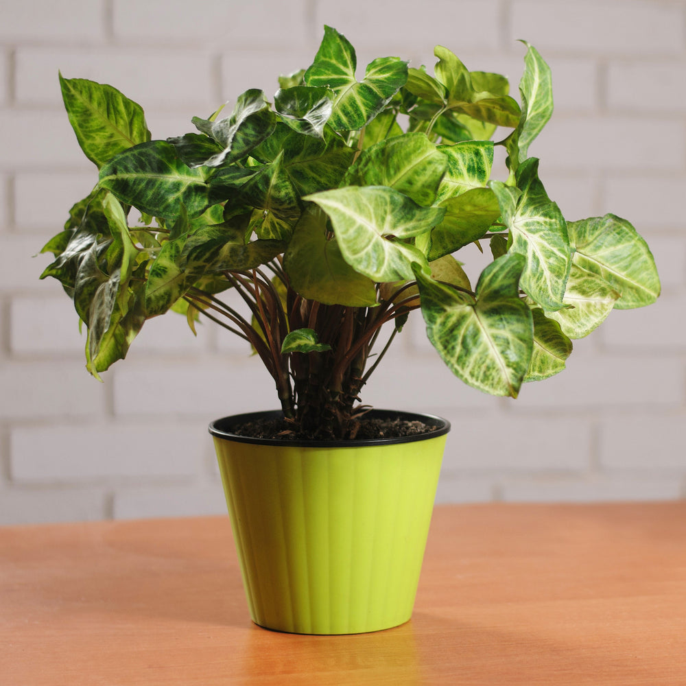 Syngonium podophyllum 'Robusta' ~ Monrovia® Falling Arrows™ Robusta Arrowhead Plant-ServeScape