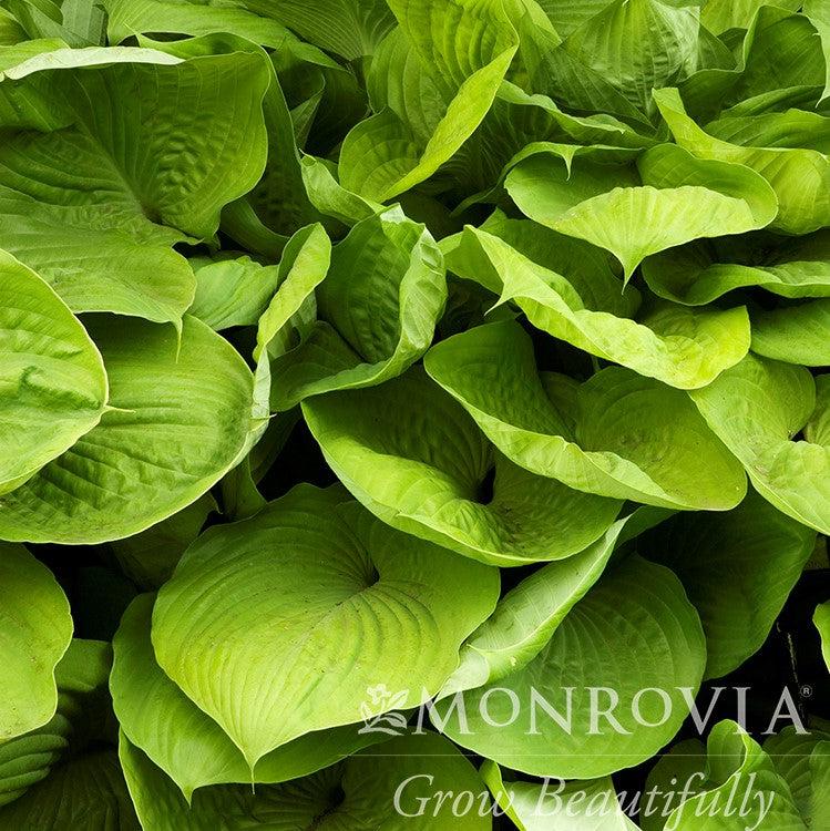 Hosta 'Sum and Substance' ~ Monrovia® Sum and Substance Hosta-ServeScape