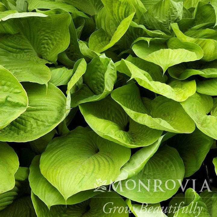 Hosta 'Sum and Substance' ~ Monrovia® Sum and Substance Hosta-ServeScape