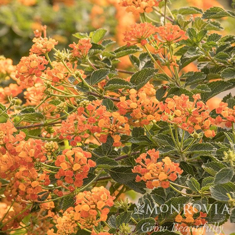 Lantana x 'Mone' ~ Monrovia® Tangerine™ Spreading Lantana-ServeScape