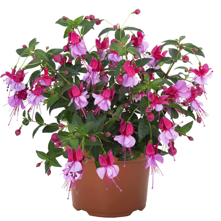 Fuchsia 'Upright Assemble' ~ Monrovia® Ballerinas® Upright Assemble Fuchsia-ServeScape