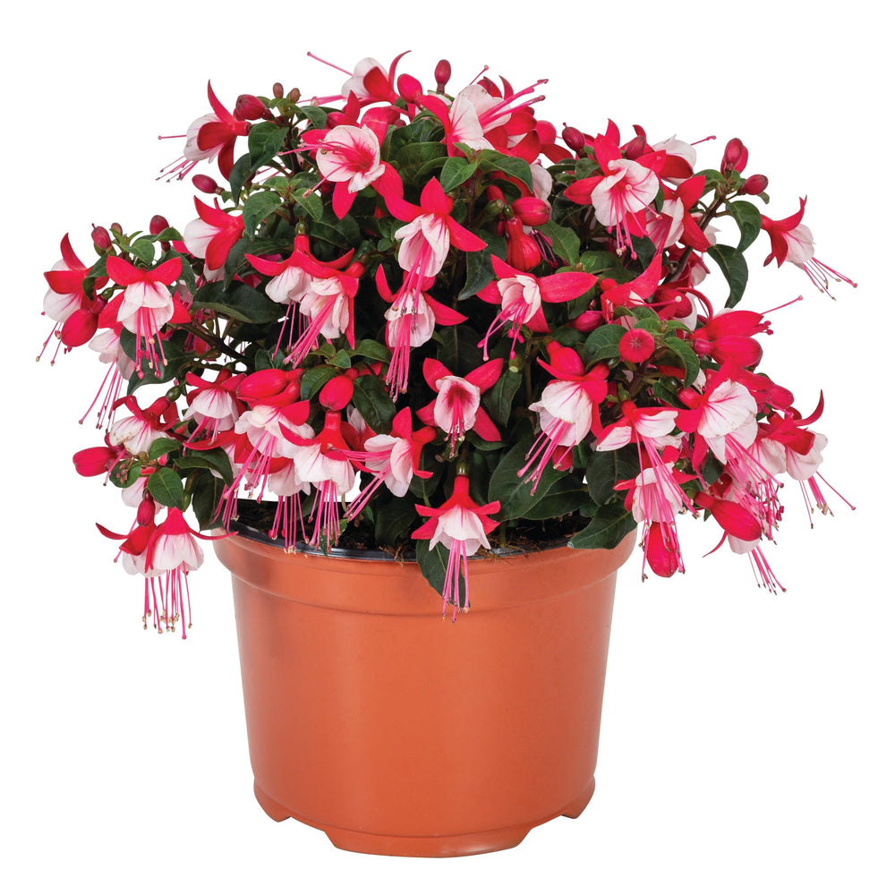 Fuchsia 'Upright Releve' ~ Monrovia® Ballerinas® Upright Releve Fuchsia-ServeScape