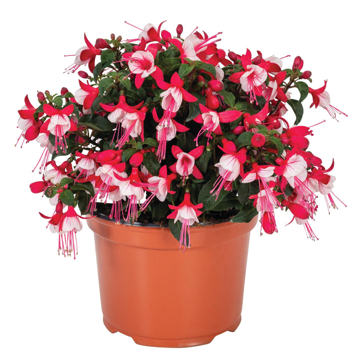 Fuchsia 'Upright Releve' ~ Monrovia® Ballerinas® Upright Releve Fuchsia-ServeScape