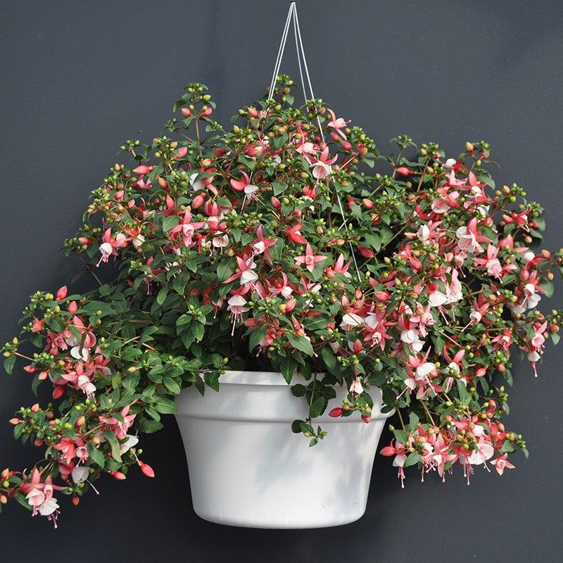 Fuchsia 'Windchimes Neon White' ~ Windchimes® Neon White Fuchsia-ServeScape