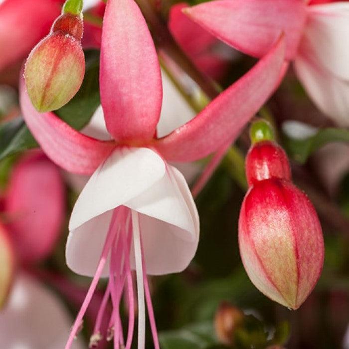 Fuchsia 'Windchimes Neon White' ~ Windchimes® Neon White Fuchsia-ServeScape